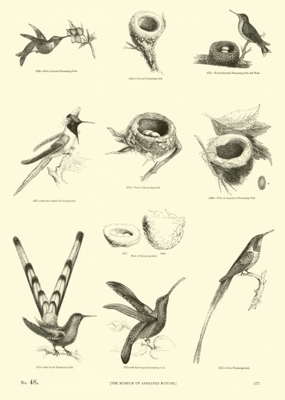 Side fra The Pictorial Museum of Animated Nature av English School