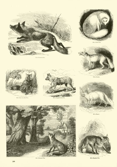 Side fra The Pictorial Museum of Animated Nature av English School