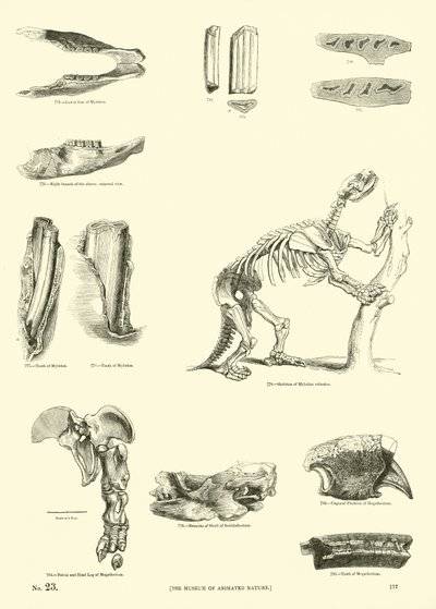 Side fra The Pictorial Museum of Animated Nature av English School
