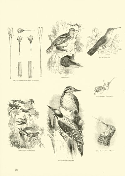Side fra The Pictorial Museum of Animated Nature av English School