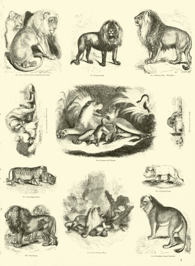 Side fra The Pictorial Museum of Animated Nature av English School