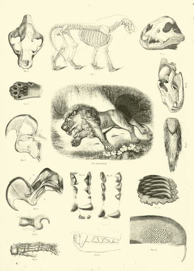 Side fra The Pictorial Museum of Animated Nature av English School