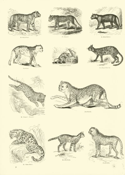 Side fra The Pictorial Museum of Animated Nature av English School