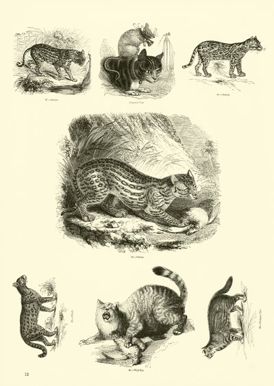 Side fra The Pictorial Museum of Animated Nature av English School