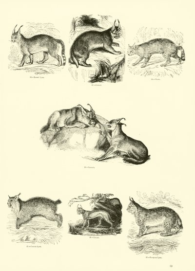 Side fra The Pictorial Museum of Animated Nature av English School