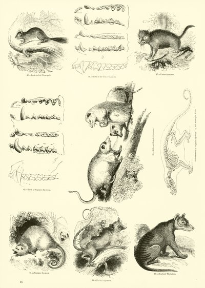 Side fra The Pictorial Museum of Animated Nature av English School