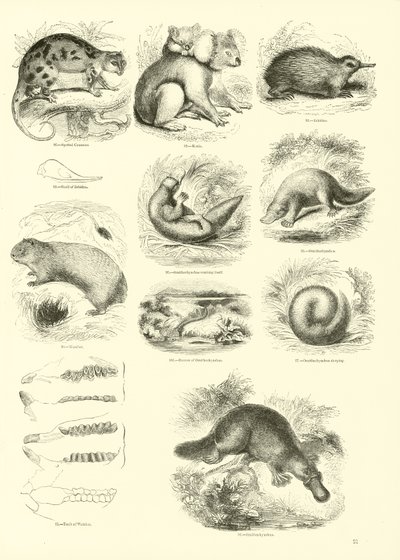 Side fra The Pictorial Museum of Animated Nature av English School