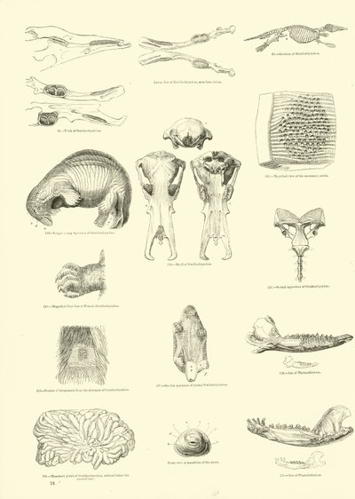 Side fra The Pictorial Museum of Animated Nature av English School
