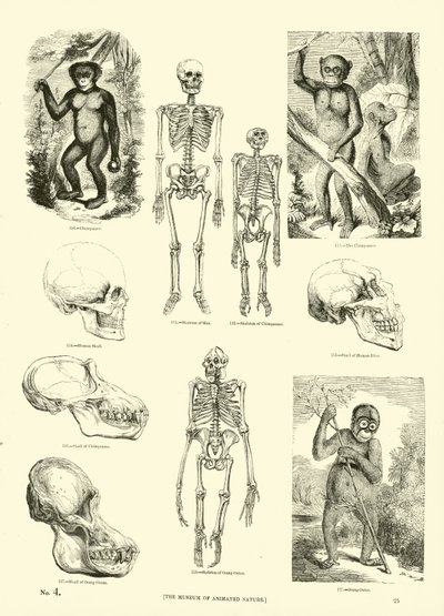 Side fra The Pictorial Museum of Animated Nature av English School