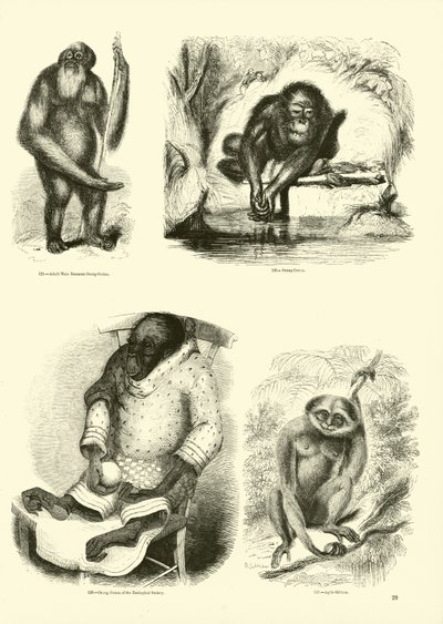 Side fra The Pictorial Museum of Animated Nature av English School