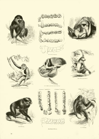 Side fra The Pictorial Museum of Animated Nature av English School