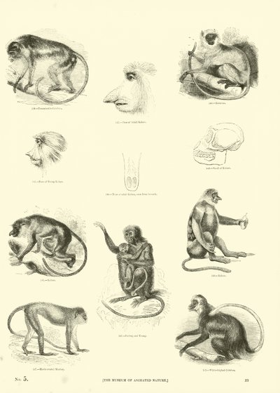 Side fra The Pictorial Museum of Animated Nature av English School