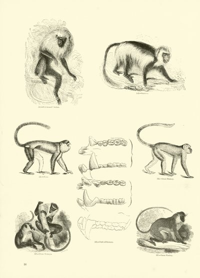 Side fra The Pictorial Museum of Animated Nature av English School