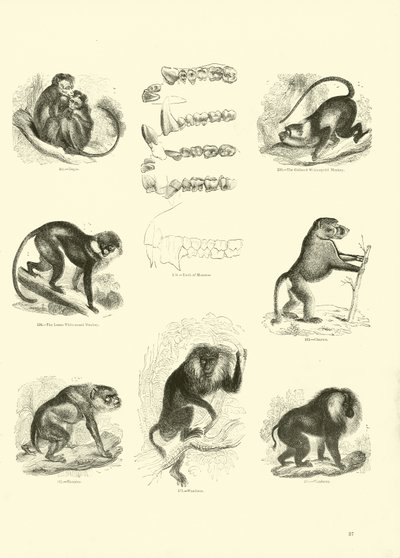 Side fra The Pictorial Museum of Animated Nature av English School