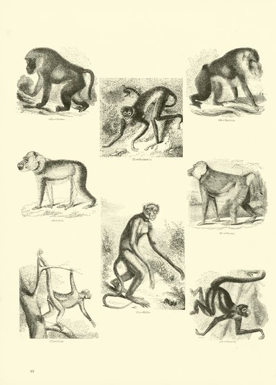 Side fra The Pictorial Museum of Animated Nature av English School