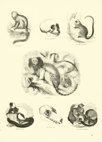 Side fra The Pictorial Museum of Animated Nature av English School