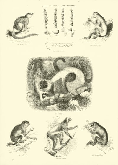 Side fra The Pictorial Museum of Animated Nature av English School