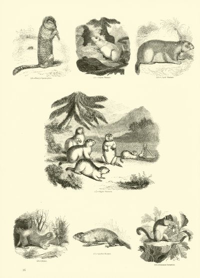 Side fra The Pictorial Museum of Animated Nature av English School