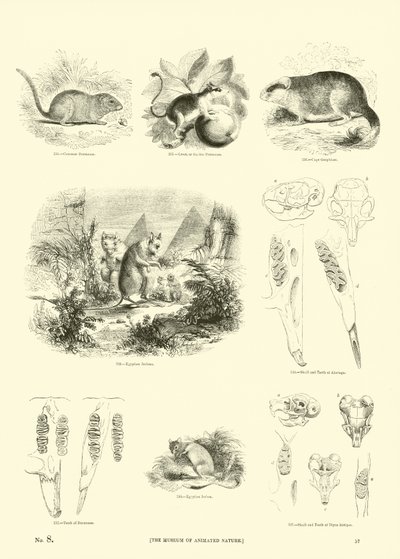 Side fra The Pictorial Museum of Animated Nature av English School