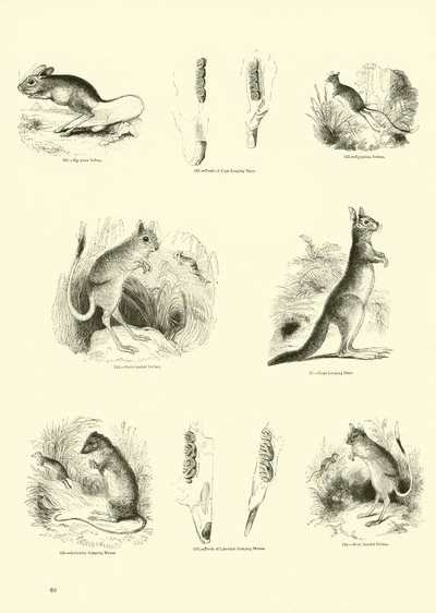 Side fra The Pictorial Museum of Animated Nature av English School