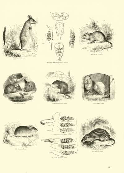 Side fra The Pictorial Museum of Animated Nature av English School
