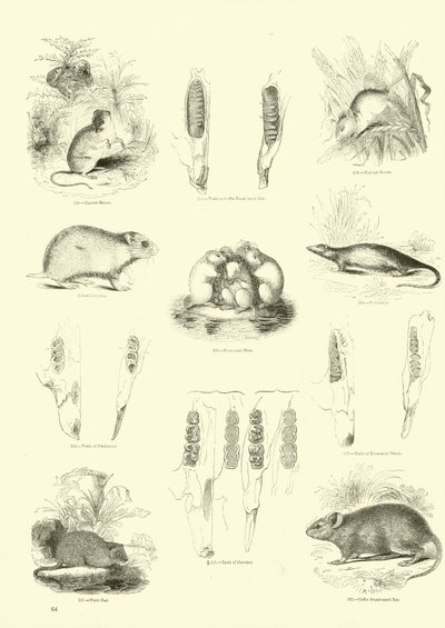 Side fra The Pictorial Museum of Animated Nature av English School
