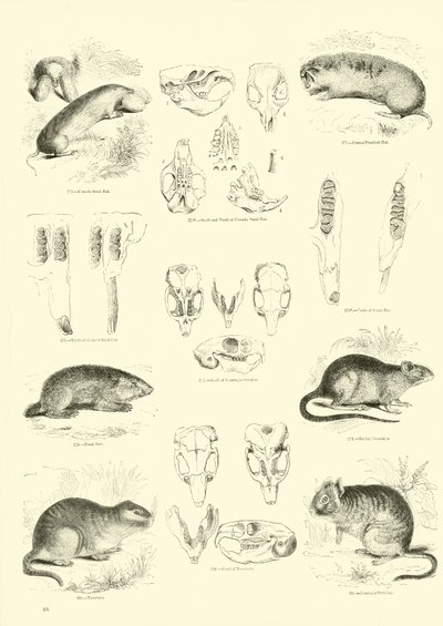 Side fra The Pictorial Museum of Animated Nature av English School