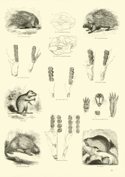 Side fra The Pictorial Museum of Animated Nature av English School
