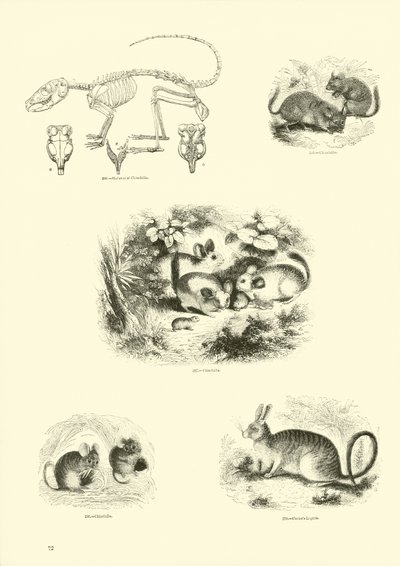 Side fra The Pictorial Museum of Animated Nature av English School
