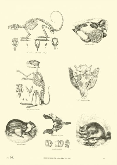 Side fra The Pictorial Museum of Animated Nature av English School