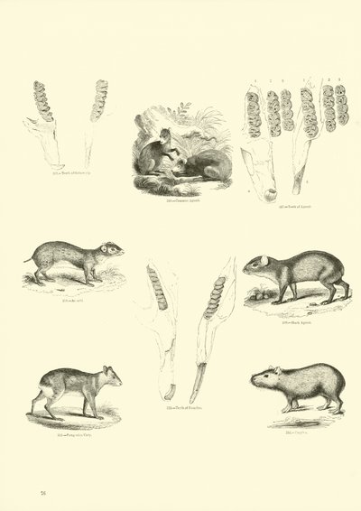 Side fra The Pictorial Museum of Animated Nature av English School