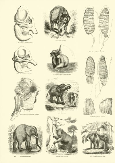 Side fra The Pictorial Museum of Animated Nature av English School