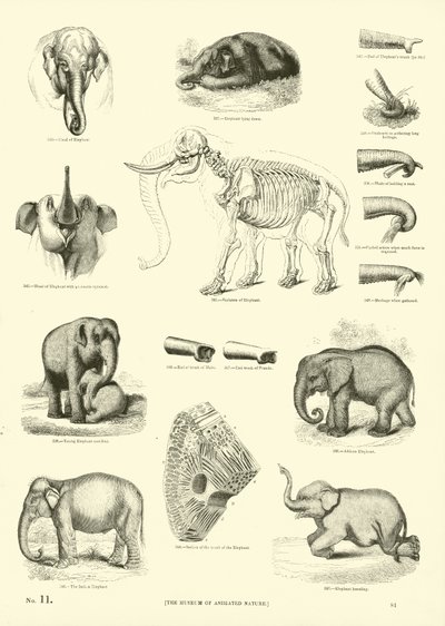 Side fra The Pictorial Museum of Animated Nature av English School