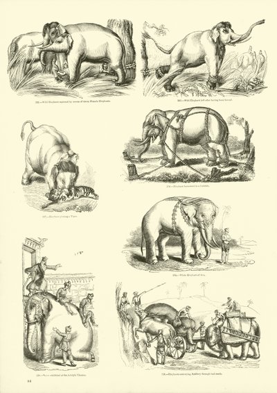 Side fra The Pictorial Museum of Animated Nature av English School