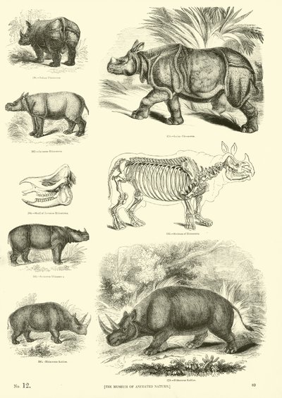 Side fra The Pictorial Museum of Animated Nature av English School