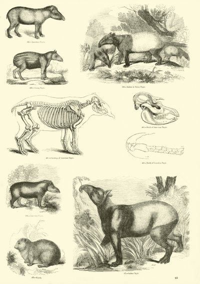 Side fra The Pictorial Museum of Animated Nature av English School