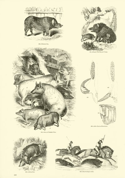 Side fra The Pictorial Museum of Animated Nature av English School