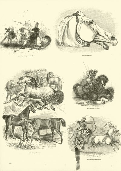 Side fra The Pictorial Museum of Animated Nature av English School