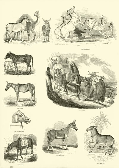 Side fra The Pictorial Museum of Animated Nature av English School