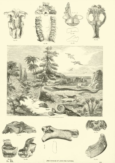 Side fra The Pictorial Museum of Animated Nature av English School