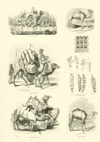 Side fra The Pictorial Museum of Animated Nature av English School