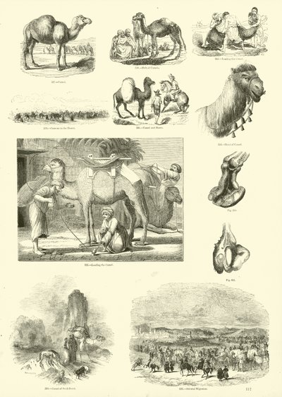 Side fra The Pictorial Museum of Animated Nature av English School