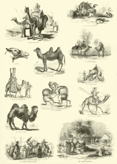 Side fra The Pictorial Museum of Animated Nature av English School
