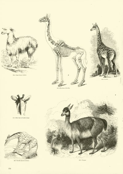 Side fra The Pictorial Museum of Animated Nature av English School