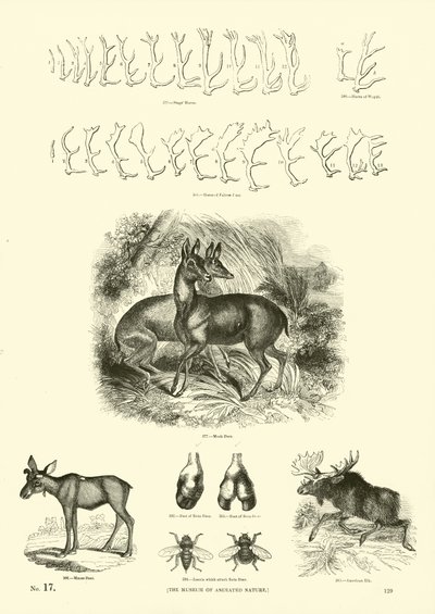 Side fra The Pictorial Museum of Animated Nature av English School