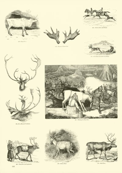 Side fra The Pictorial Museum of Animated Nature av English School