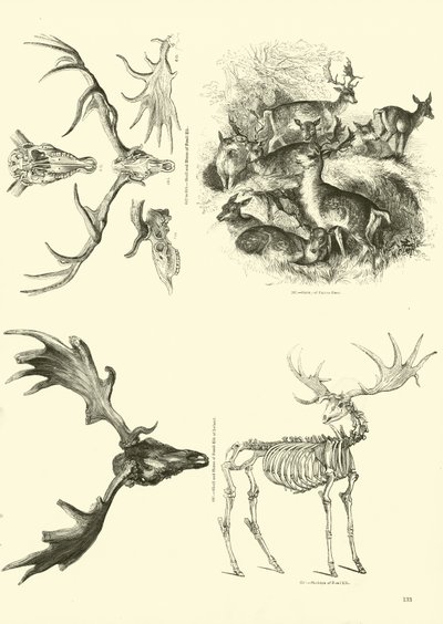 Side fra The Pictorial Museum of Animated Nature av English School