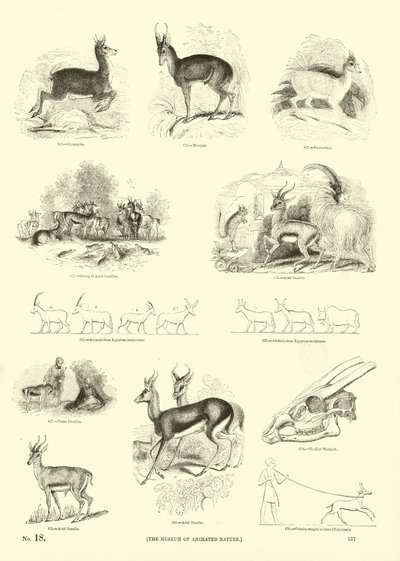 Side fra The Pictorial Museum of Animated Nature av English School