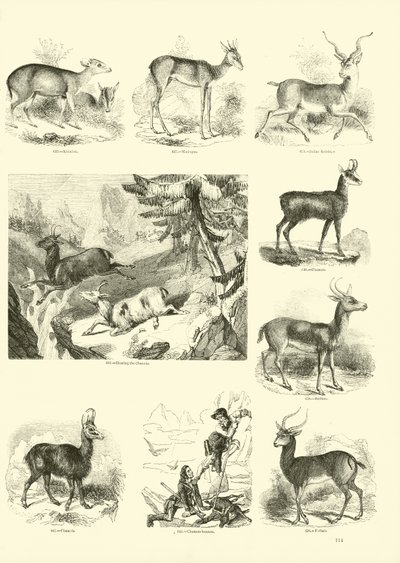 Side fra The Pictorial Museum of Animated Nature av English School