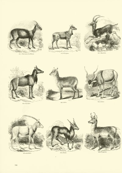 Side fra The Pictorial Museum of Animated Nature av English School